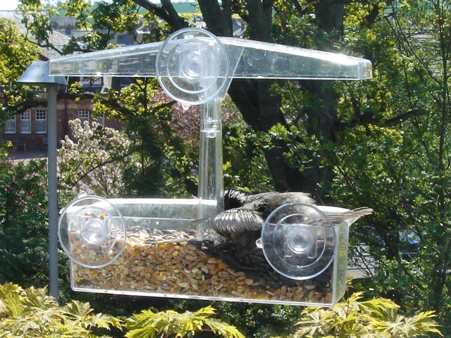 sleepingcoaltit