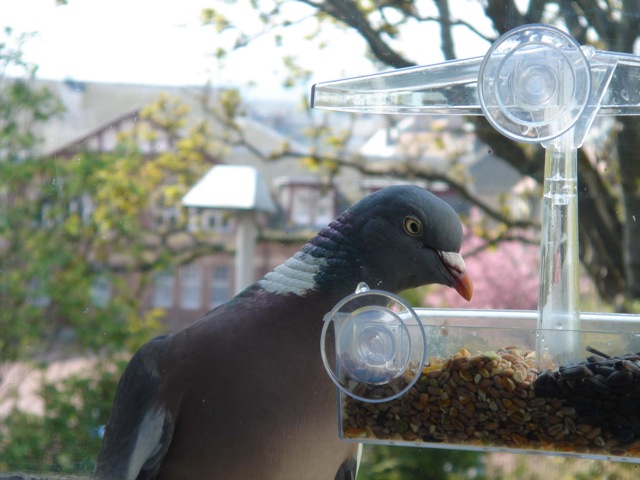 woodpigeon