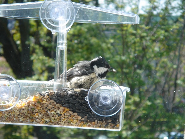 youngcoaltit