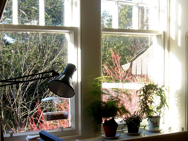 window_plants