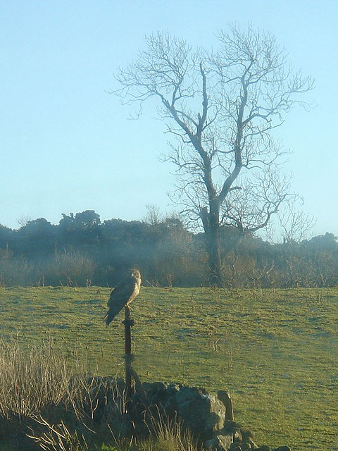 29buzzard
