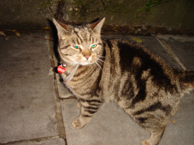 08cat1