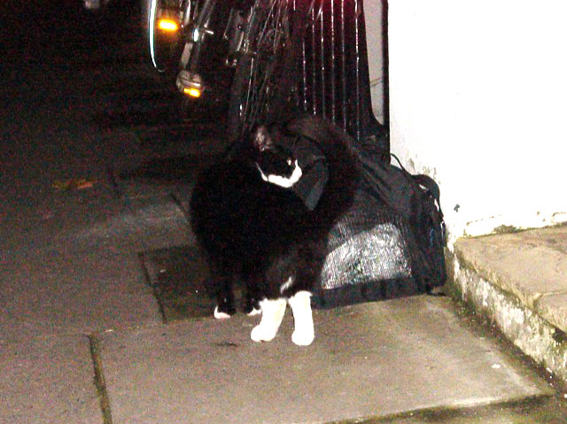 09cat2