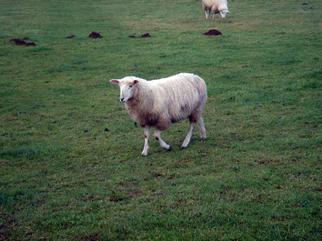 28sheep