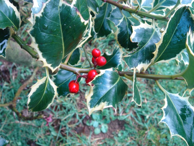 30holly