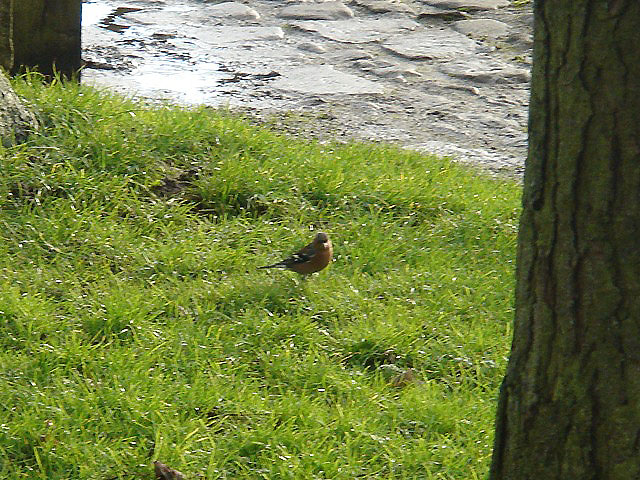 31chaffinch