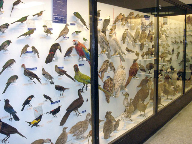 pettigrew_birds