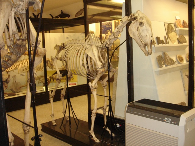 pettigrew_horse