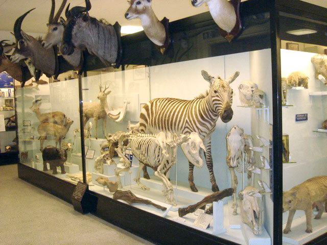 pettigrew_mammals