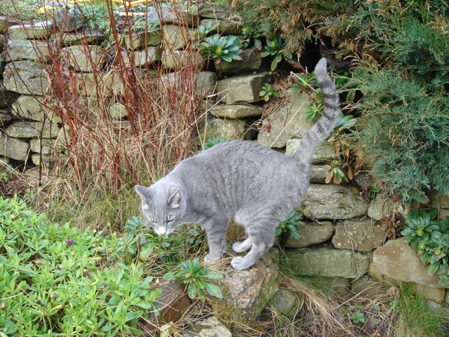 15indygarden