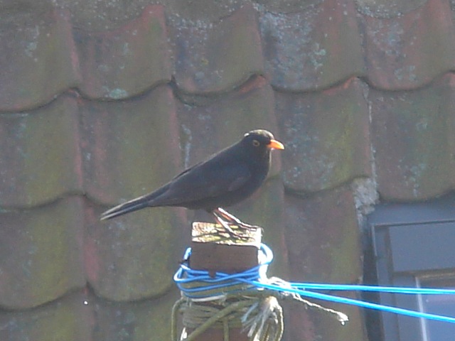blackbird