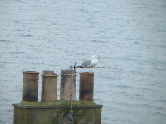 digiscopeherringgull