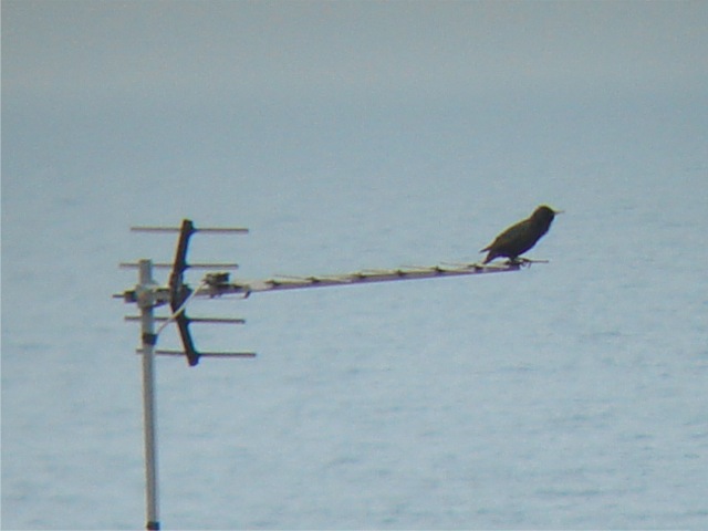 digiscopestarlingsinging