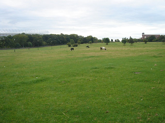 11cows