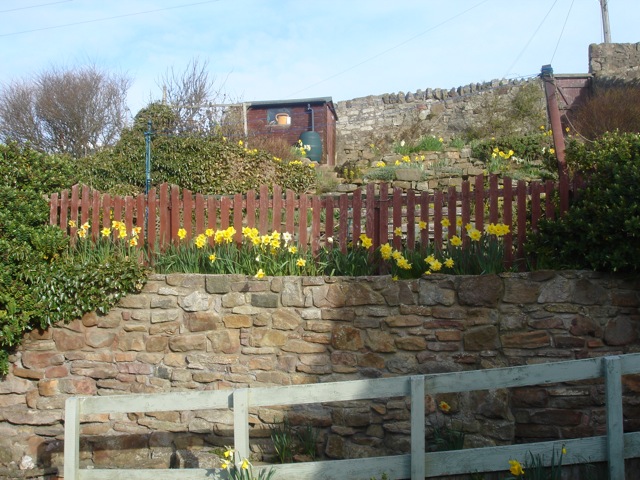 05daffodilsyard