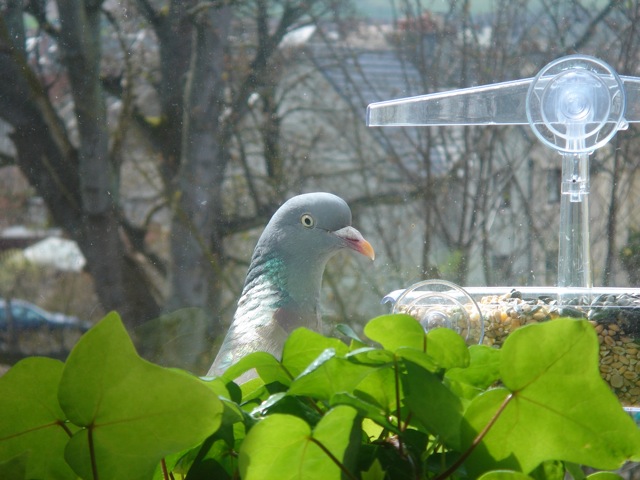 09pigeonbirdfeeder