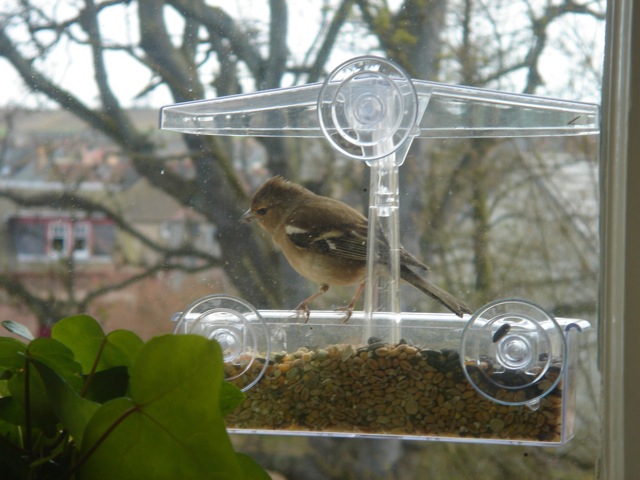 10chaffinchbirdfeeder