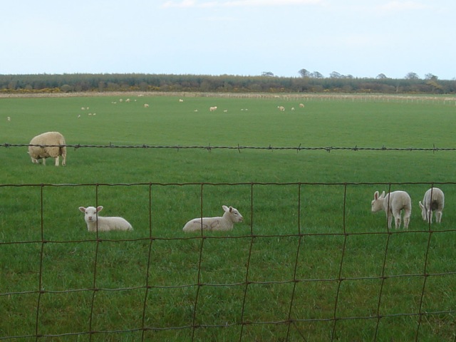 11lambs