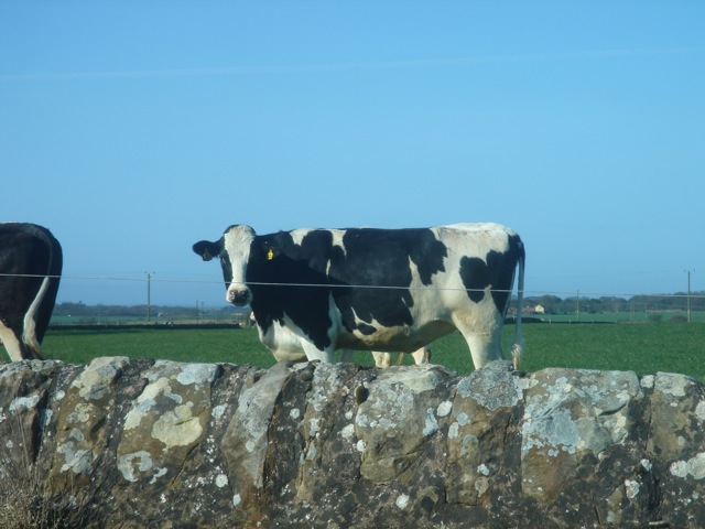 12cows