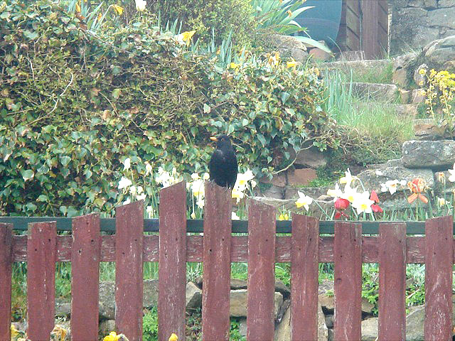 21dadblackbird