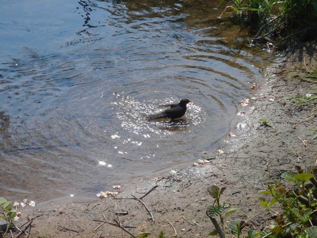 22blackbirdbath