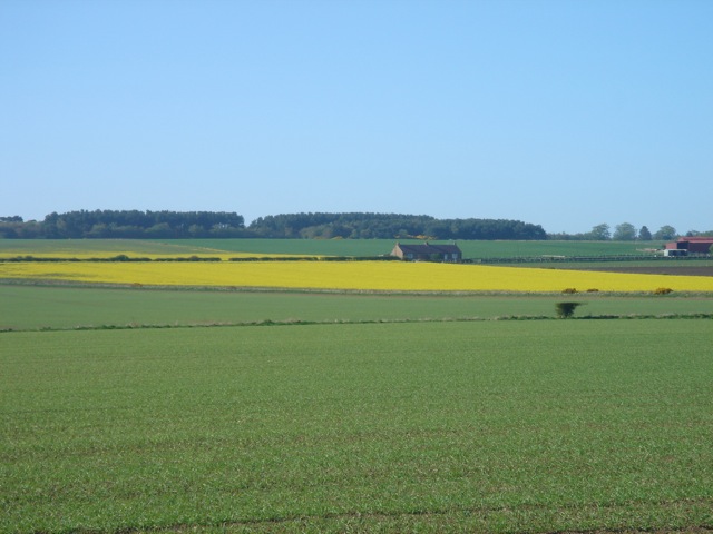 24yellowfield