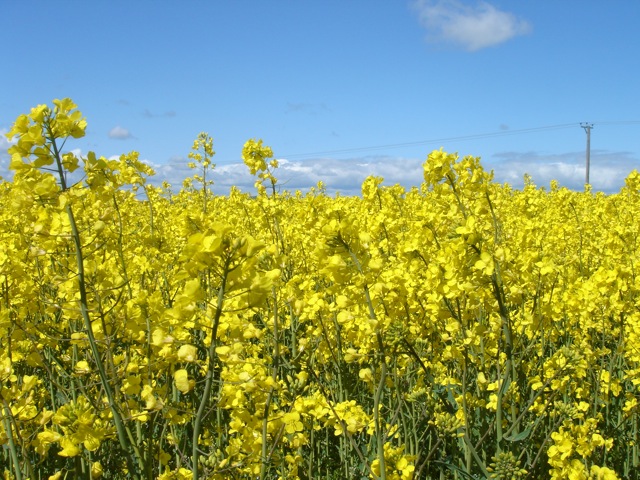 26canola