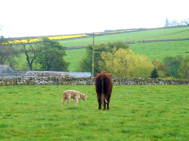 27calf