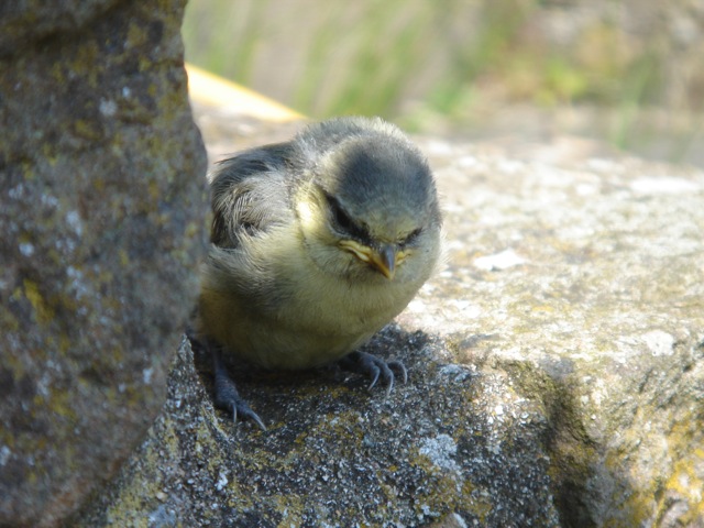 32babybluetit2