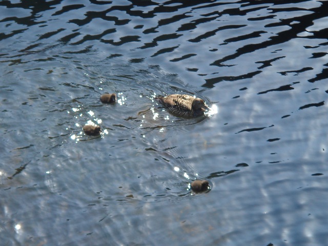 34eiderwithducklings