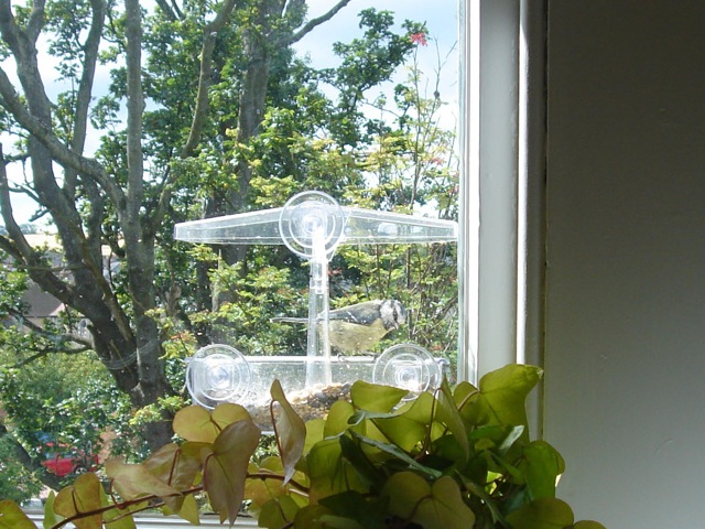 39bluetitbirdfeeder