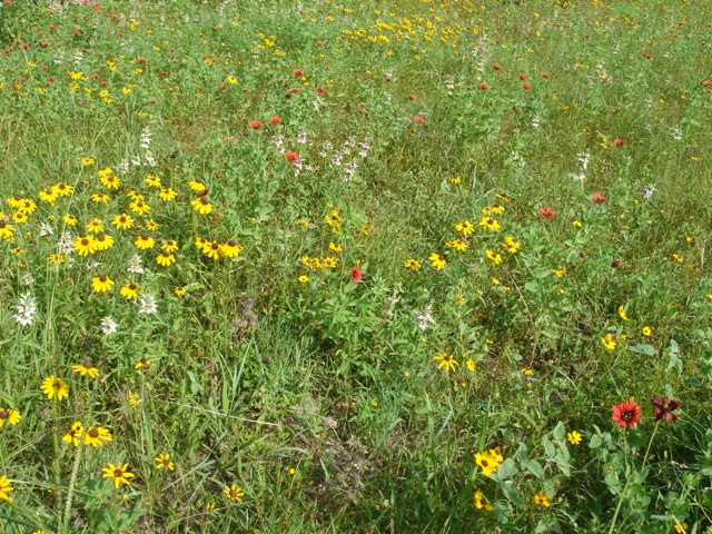 22flowers