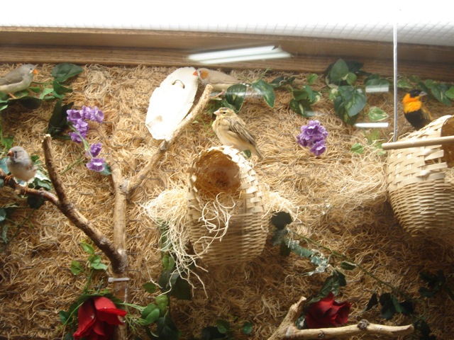 28finches