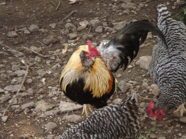 38chickens