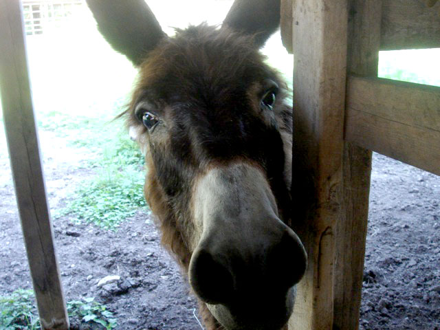 39mule