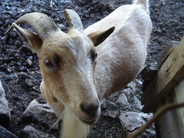 40goat