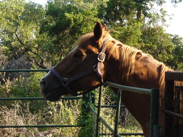 41carriehorse