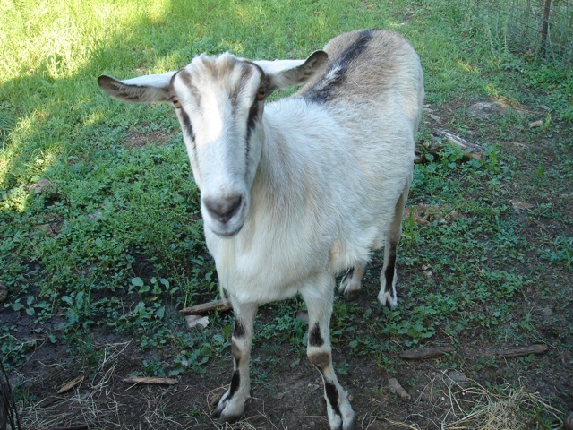42carriegoat