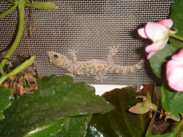 43lizard