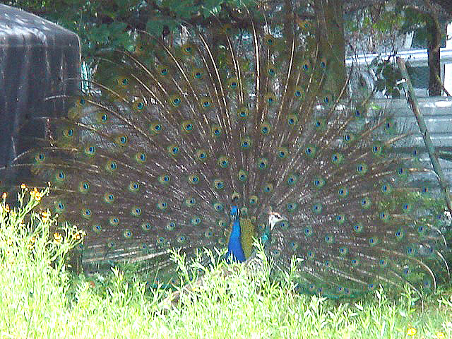 44peacockpeahen
