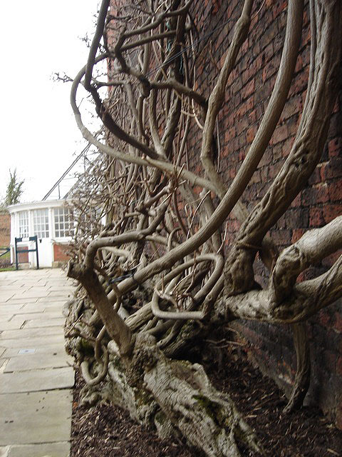 hampton_wisteria