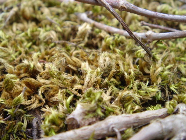 moss