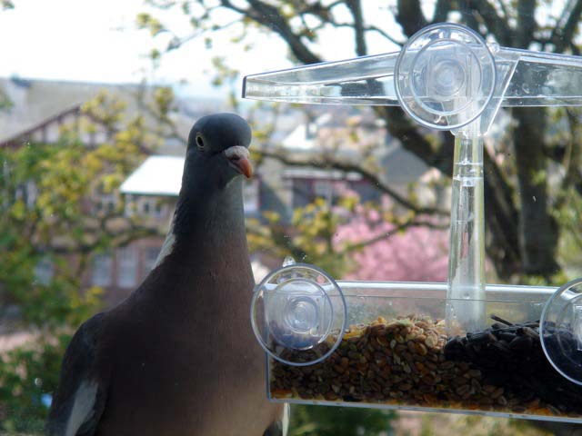 08_pigeon