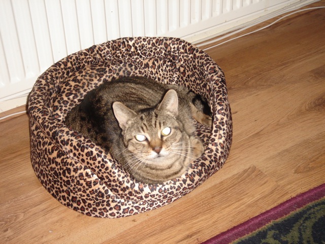 30mollybasket