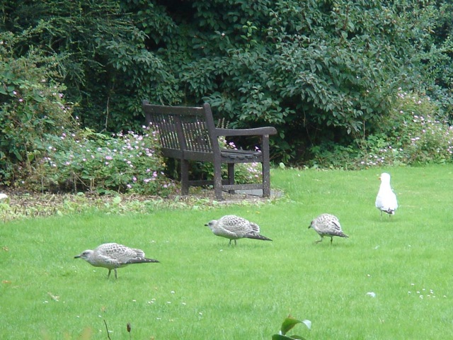 40seaguls